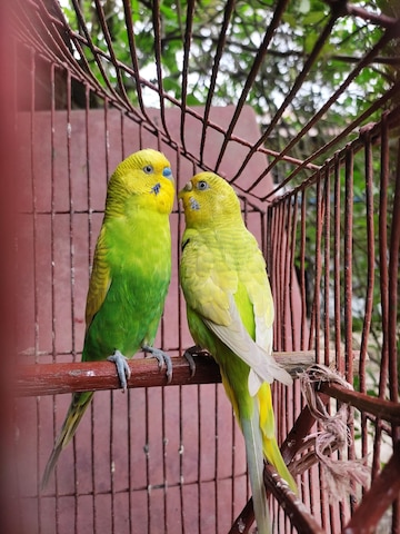 Budgerigar | 2pec