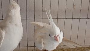 এ্যালভিওনো কোকাটেল | প্রতি জোড়া