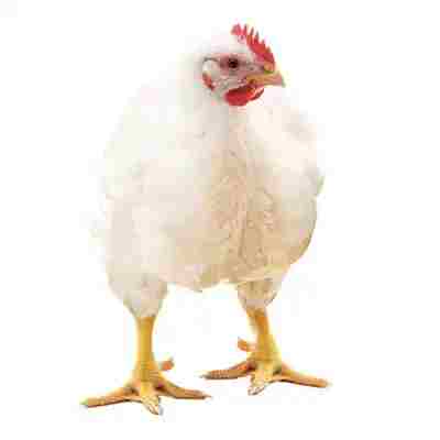 ব্রয়লার মুরগি / Broiler chicken | প্রতি কেজি