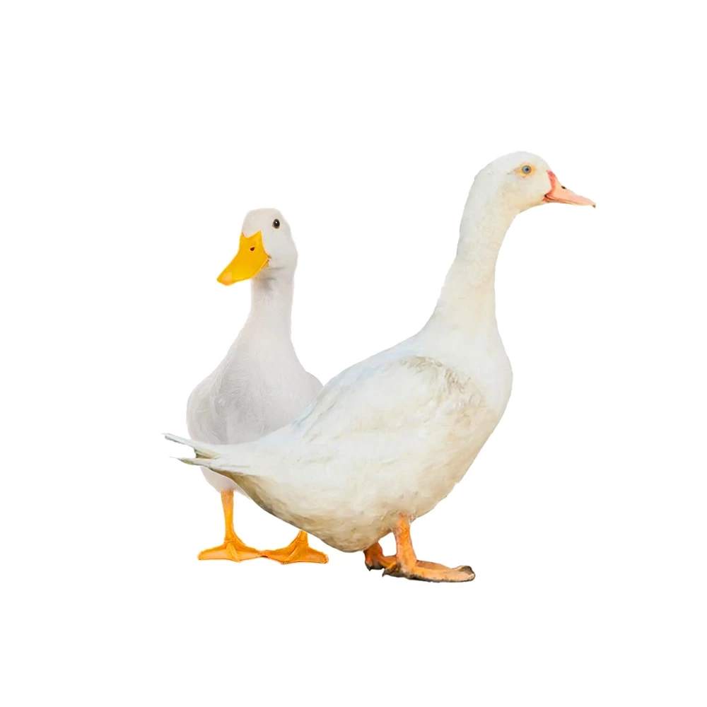 Belgian Hash | বেলজিয়াম হাঁস| প্রতি কেজি