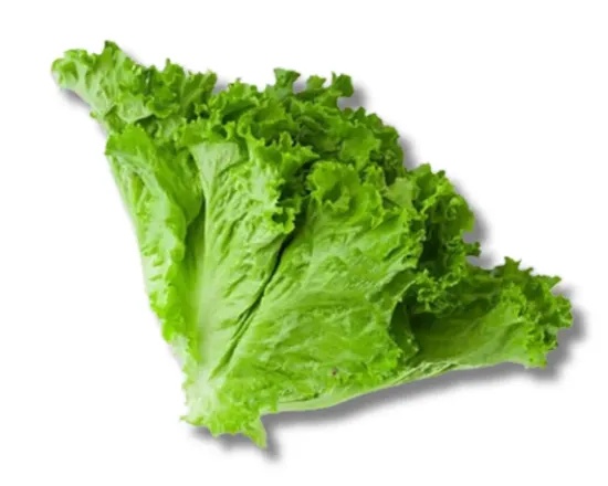 Salad Pata (Lettuce) Local 01 kg