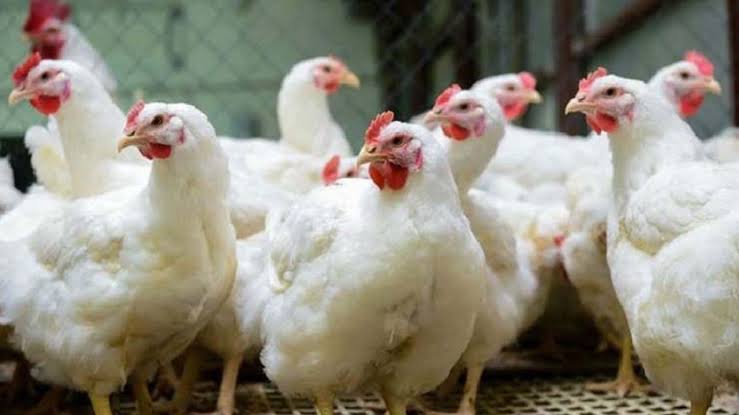 Broiler chicken | ব্রয়লার মুরগী | প্রতি কেজি