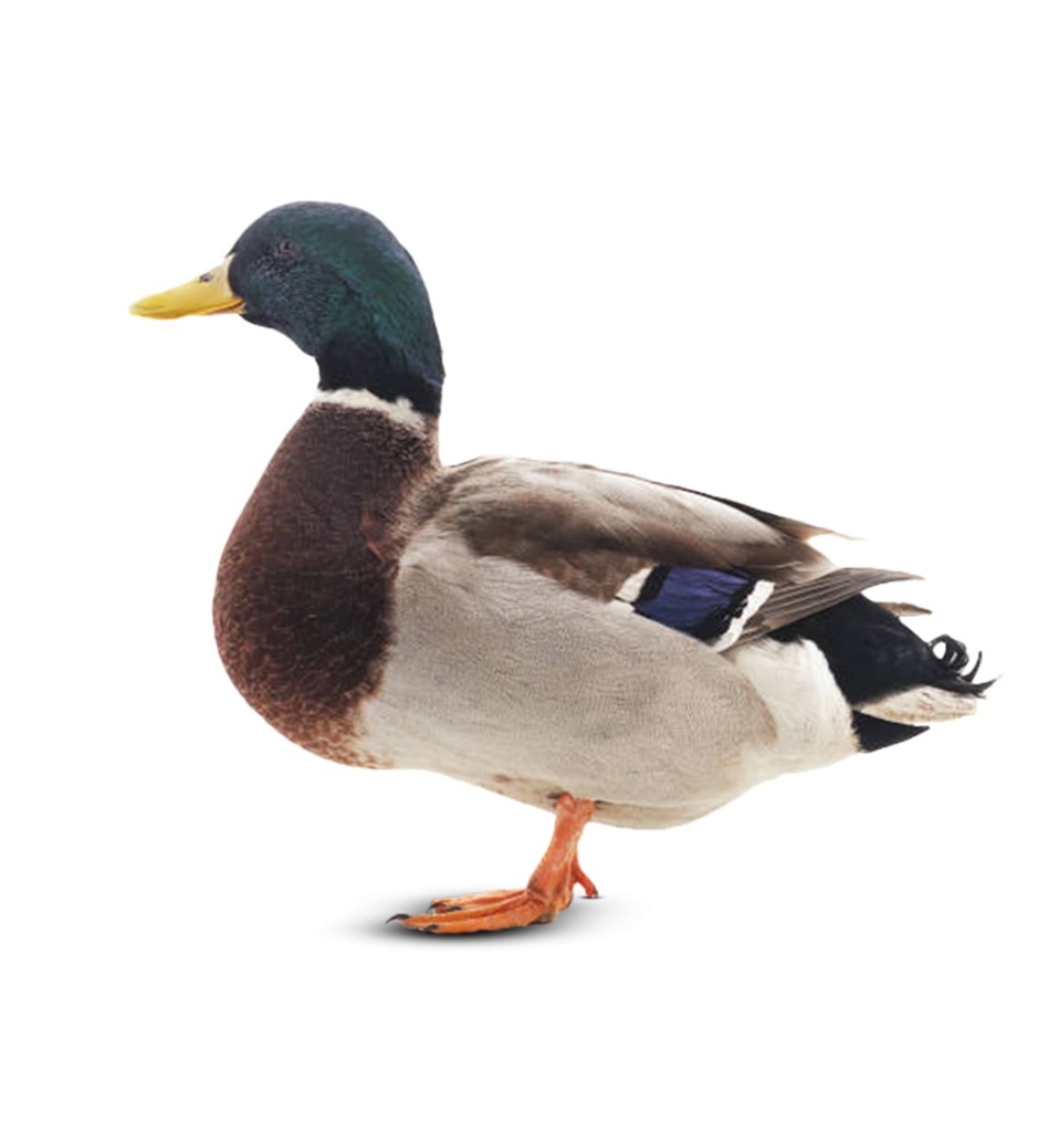 Deshi Has |দেশি হাঁস - প্রতি পিস ( ওয়াস সহ)