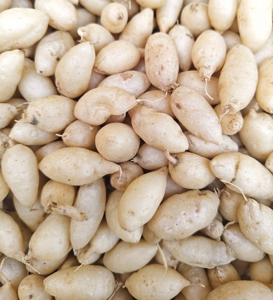 বীর্য মনি বা মিছ্রি দানা প্রতি 100 গ্রাম