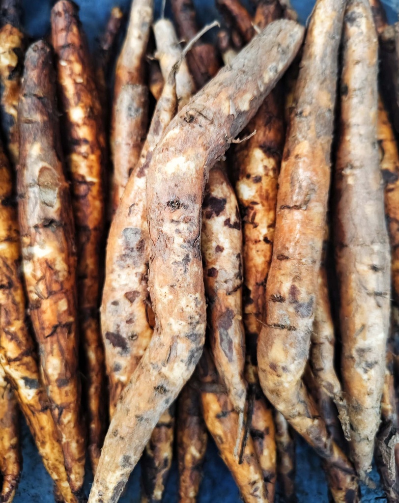 শিমুলের মূল প্রতি পিস।