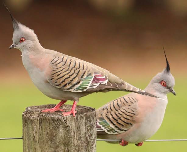 Australian dove | অষ্ট্রেলিয়ান ঘুঘু
