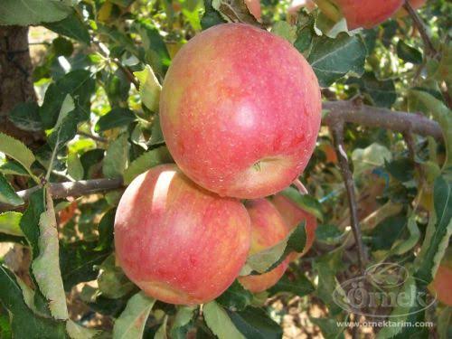 Crown  Apple 1 kg