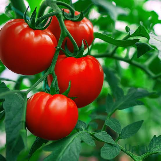 Tomato টমেটো প্রতি কেজি