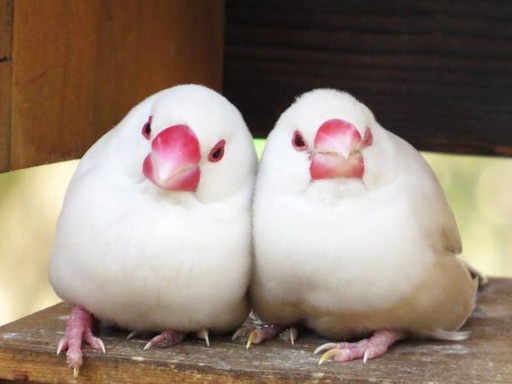 Java Birds |