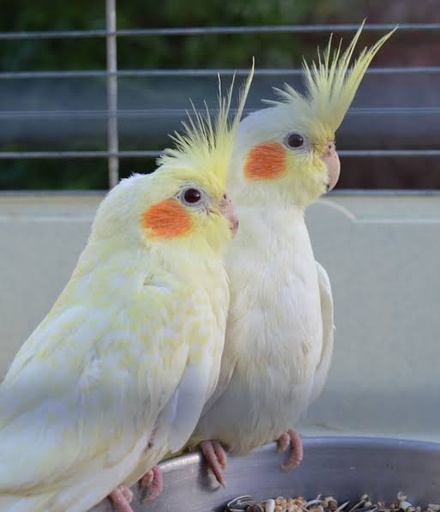 Lutino Cockatiel