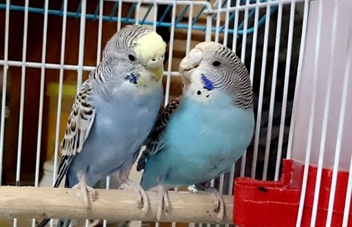 Budgerigar | বাজরিগার পাখী